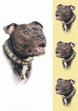 NORTH EAST STAFFORDSHIRE BULL TERRIER 
